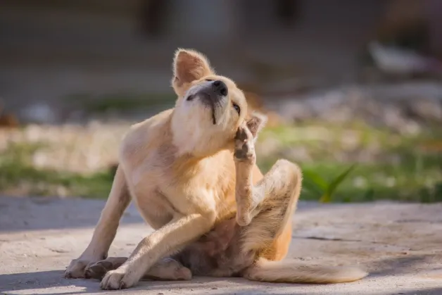 dermatologie-hund