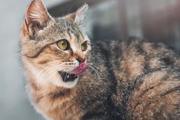 kleintierzentrum-starnberg-ernaehrungsberatung-katze